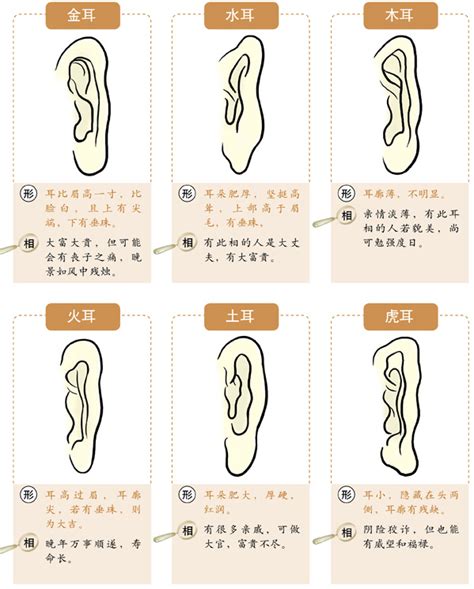 耳骨 面相|十六种耳朵面相图文分析三六风水网